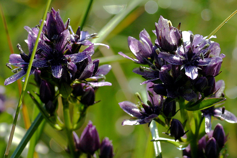 Swertia perennis L. (una stazione particolare)